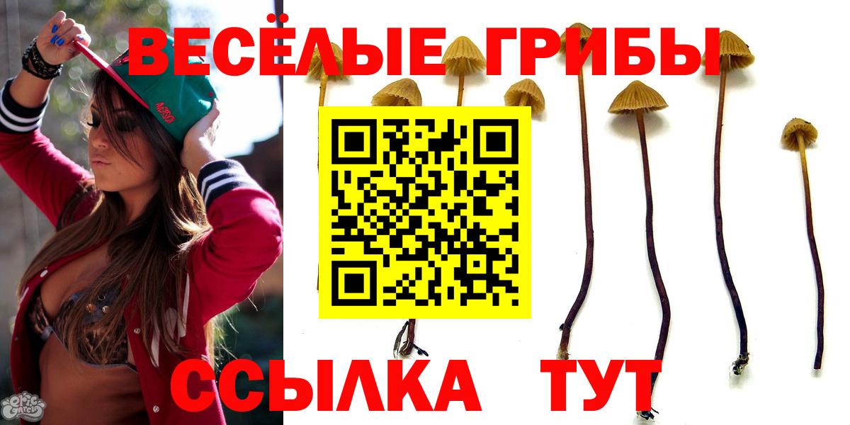 Псилоцибиновые грибы Cubensis Усть-Джегута